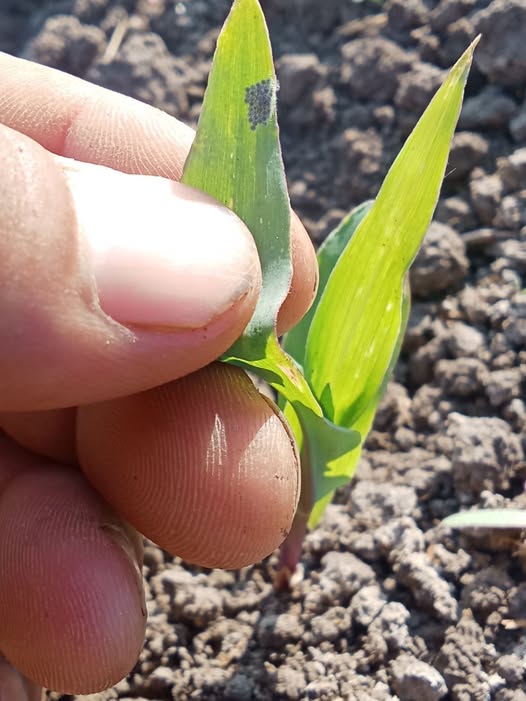 ايه المبيد المناسب في هذه المرحلة هجين فردي عمر عشرة أيام زارع بعد برسيم